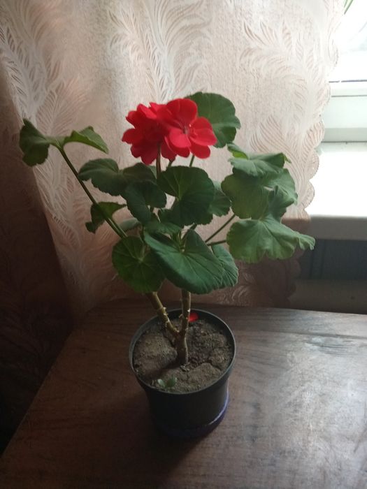 Пеларгония и денежное дерево