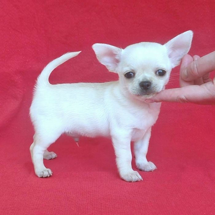 Цуценята Чихуахуа з родоводом КСУ-FCI
