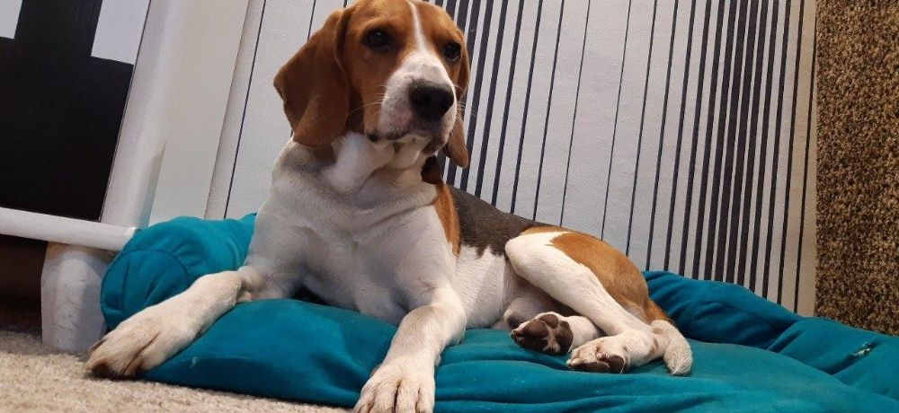 Вязка Эстонская гончая (ищем невесту)