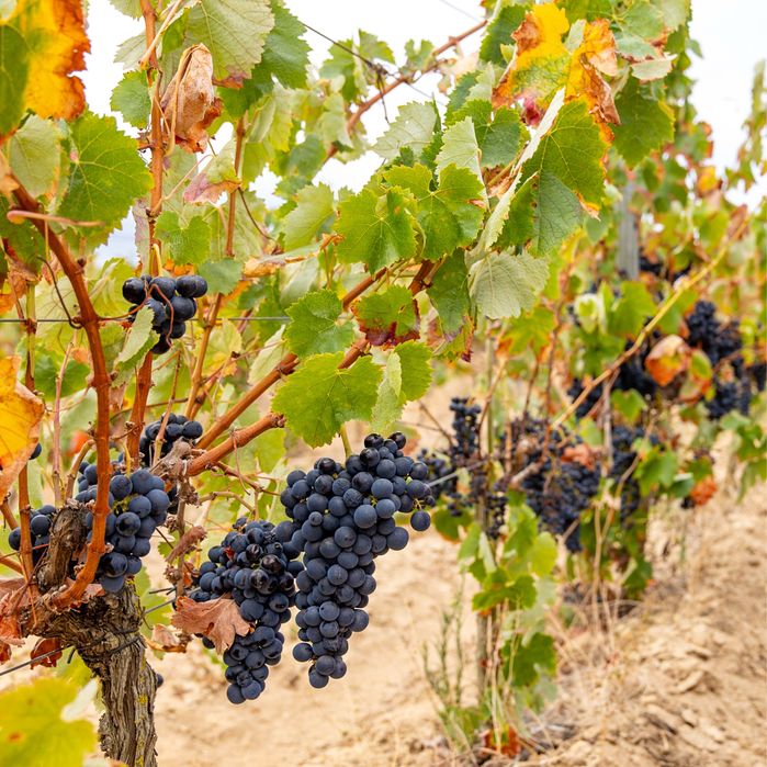 Vendo uvas de castas variadas