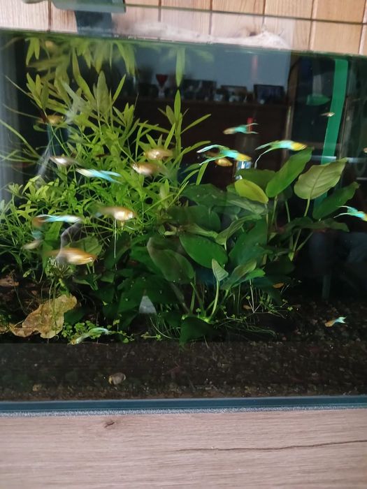 Gupik Endlera Japan Blue Gold duble sward