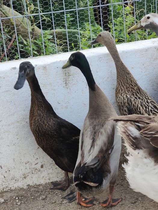 Pato corredor Indiano macho