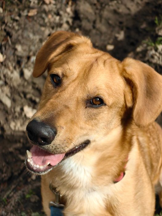 Skipper - mix labradora i owczarka niemieckiego