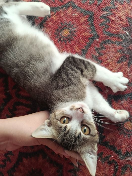 В самые хорошие руки котенок даром. котята бесплатно. котик. кот
