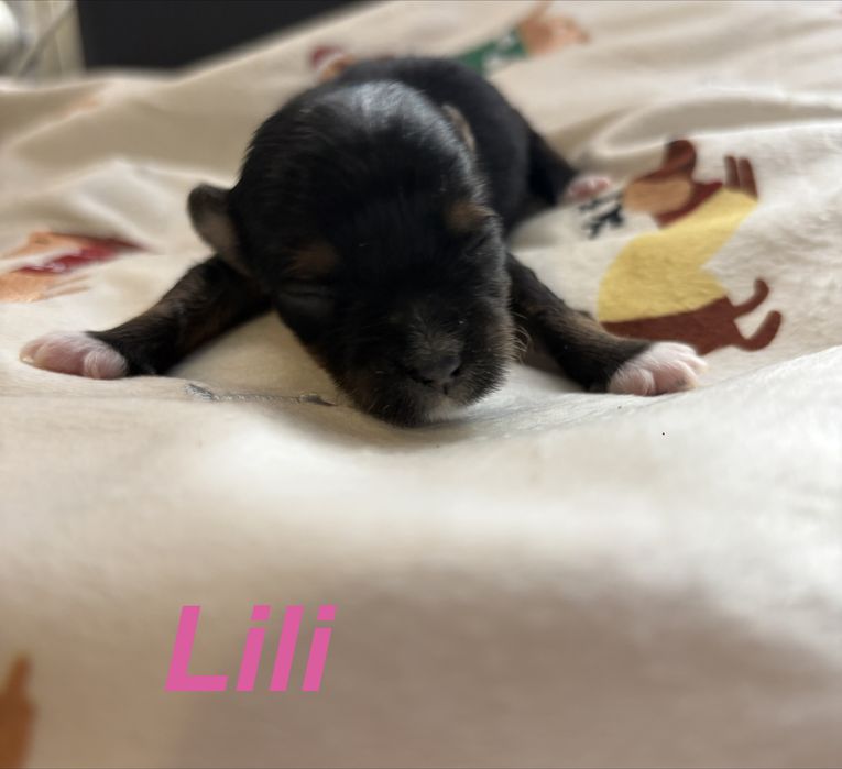 Urocza sunia Yorkshire Terrier  - Lili szuka kochającego domku!