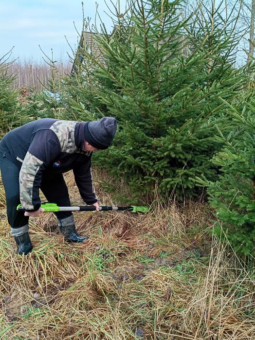 Choinki, świerki Ostróda