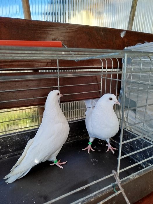 Gołębie kumru - szczekacz tureckie