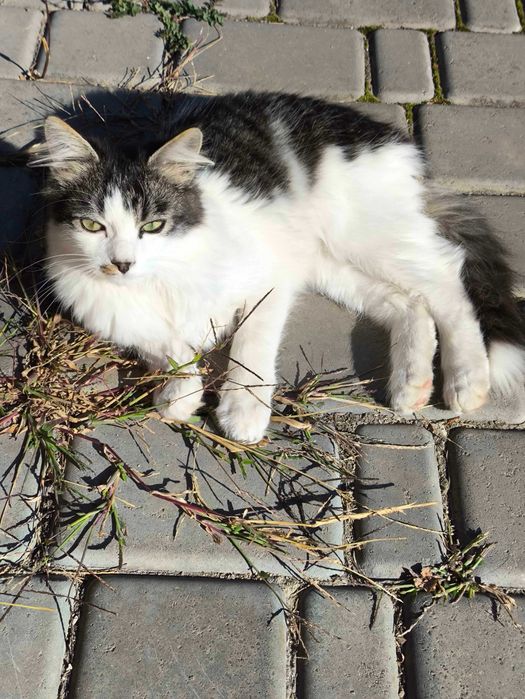 Котики в пошуку дому!