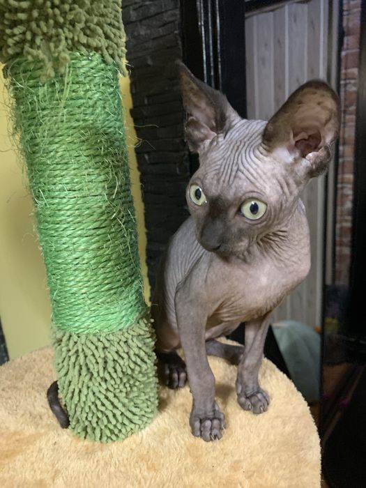 Sfinks kanadyjski czarny słodziak do odbioru. Rodowód