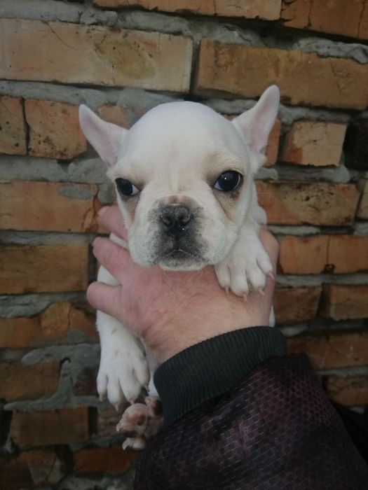 Французики хлопчи та дівчатка є доставка