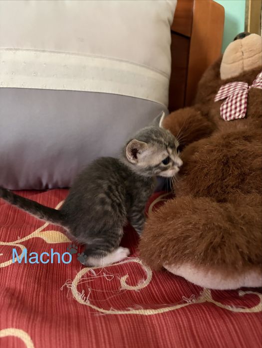 Gatinhos para adoção responsável