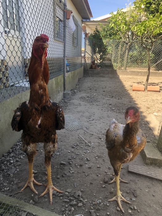 Ovos e pintos de indios gigante