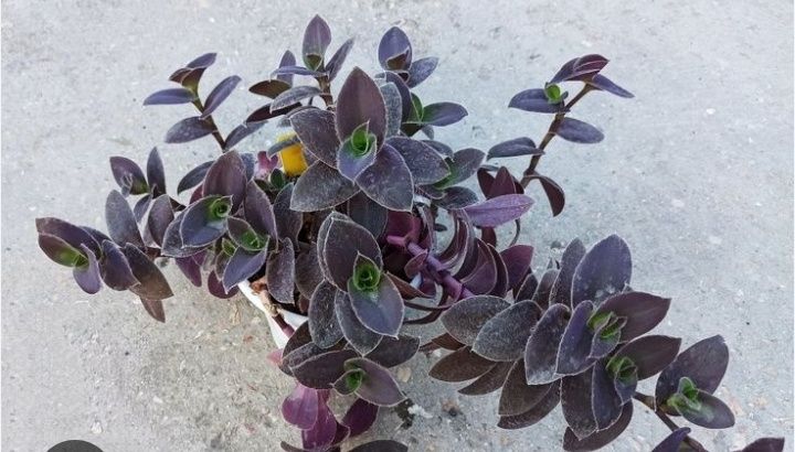 Традесканция Pale Puma