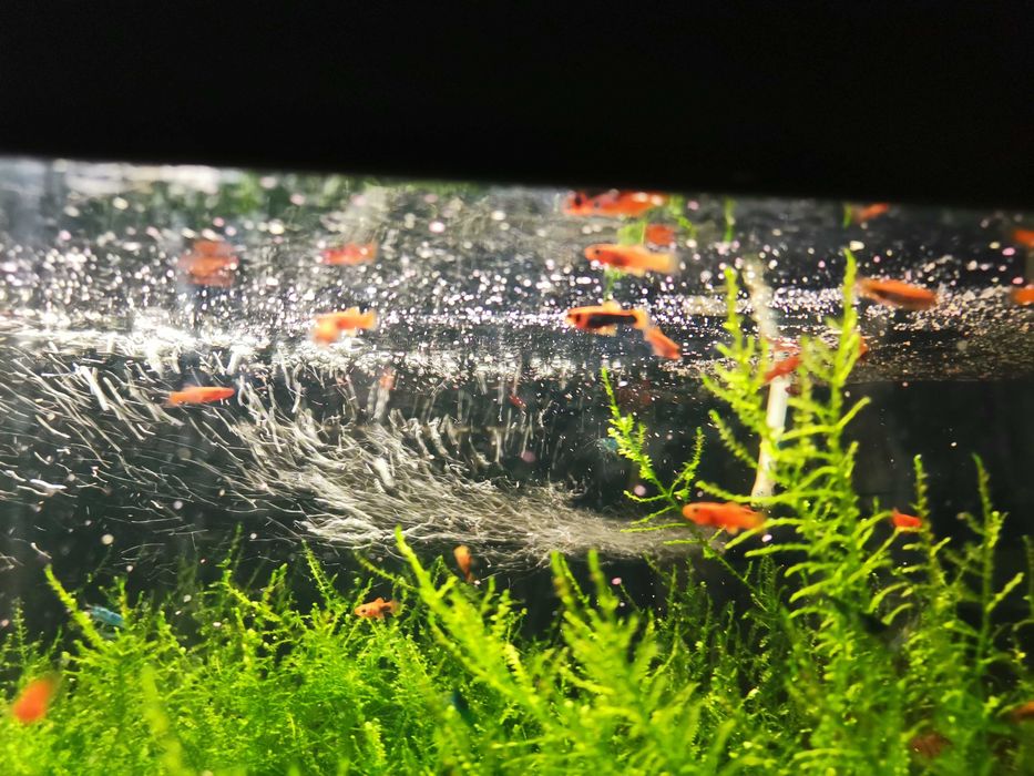 Mieczyki red i tuxedo red