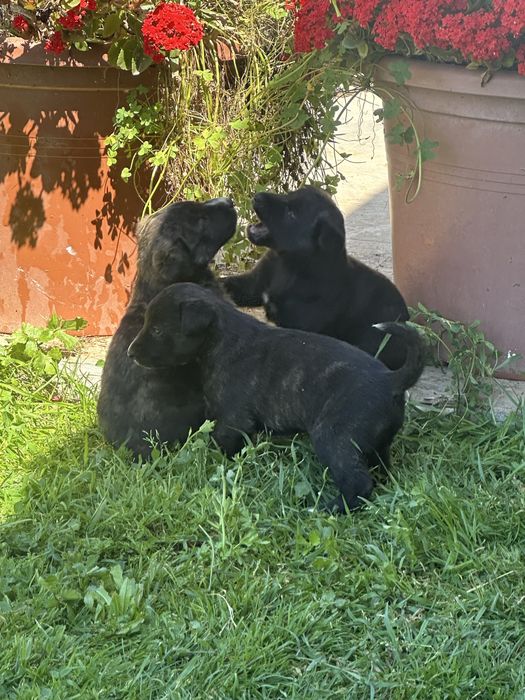 Cachorrinhos Galgo / Greyhound disponíveis em 4 semanas