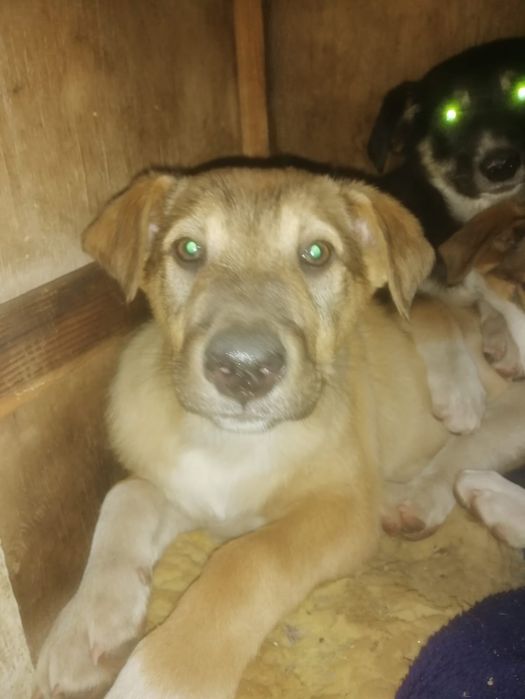 Отдам даром в добрые руки щенков