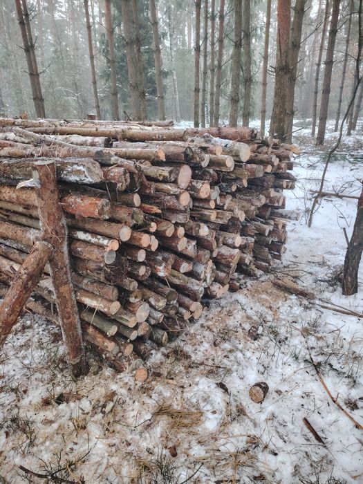 Drewno gałęziówka