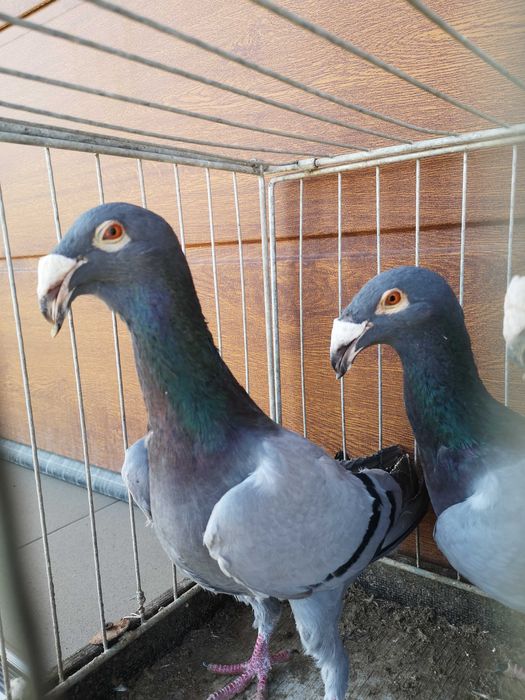 Gołebie Rzeszowskie