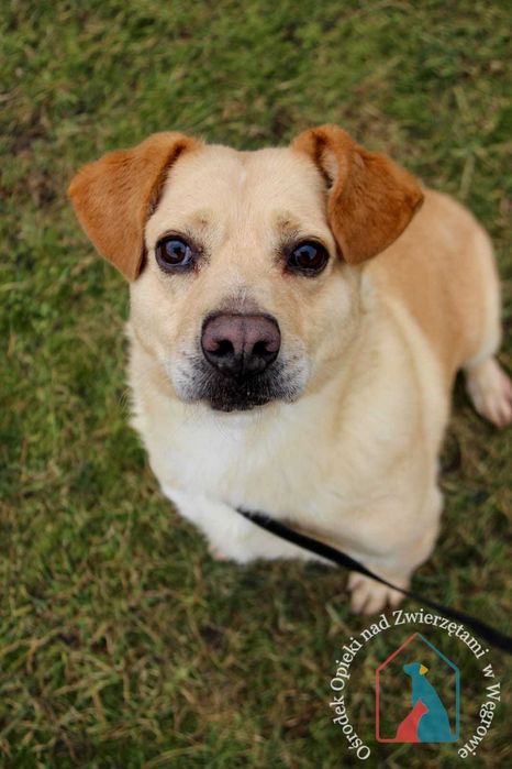 PIĘKNY, większy, wesoły i towarzyski - ma przepiękny uśmiech