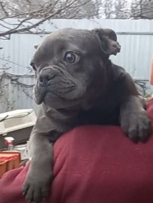 Французы взрослые