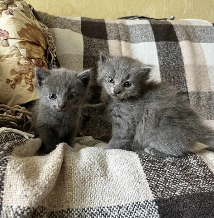 Кошенята шукають дім