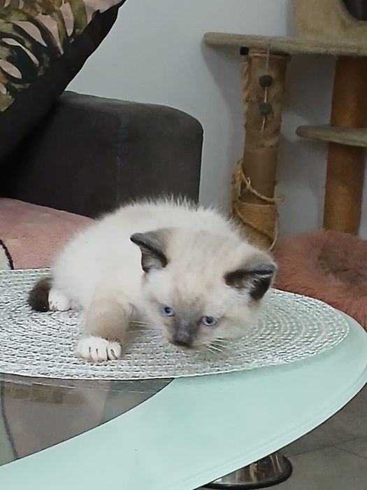 Ragdoll śliczna kotka