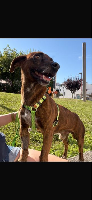 Cão para adoção responsável