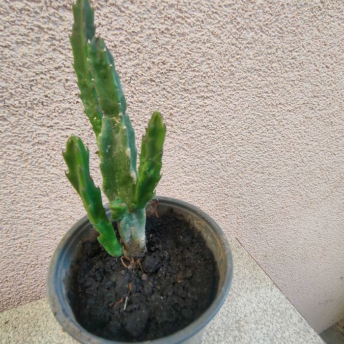 Сукуленти стапелія грандифлора для флораріума