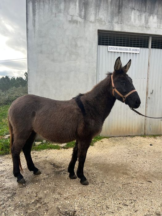 Macho, castrado oito anos