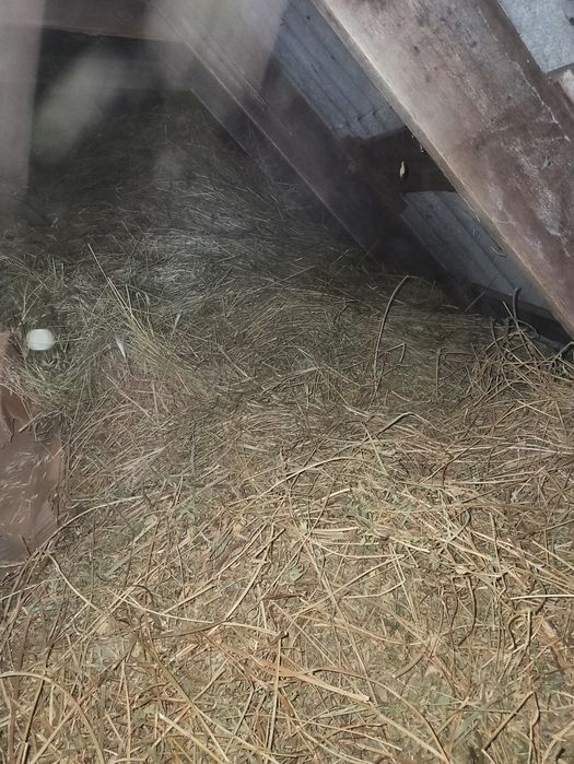 Продаю сіно лежить на горищі 4роки