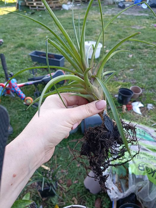 tillandsia strictwa oplątwa
