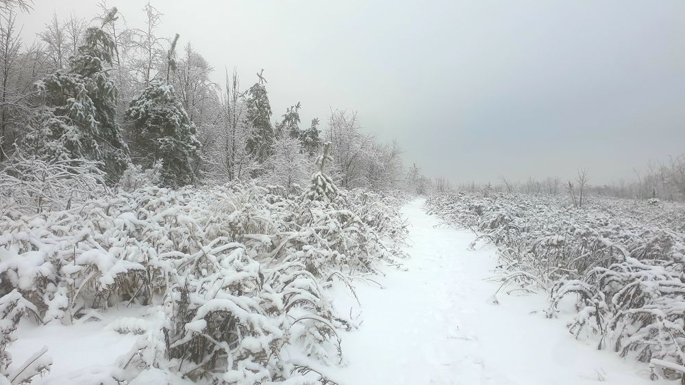 Малютянка. Ділянка 12соток(ОСГ) 600$/сот.