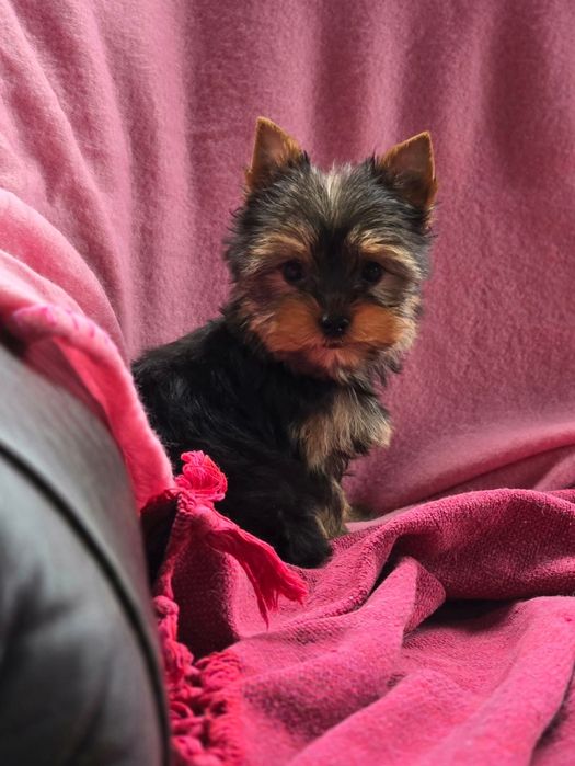 Piesek Yorkshire terrier