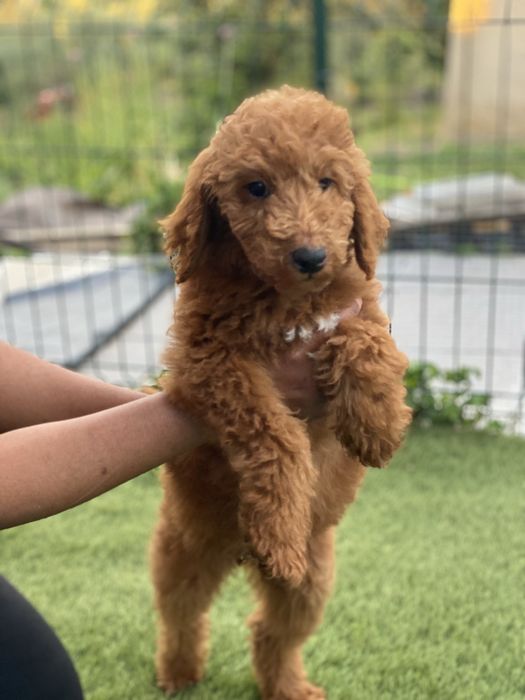 Imperdível!!! Preço especial por 1 semana!!! Linda bebê de Caniche/Poodle Standard procura novo dono!!!