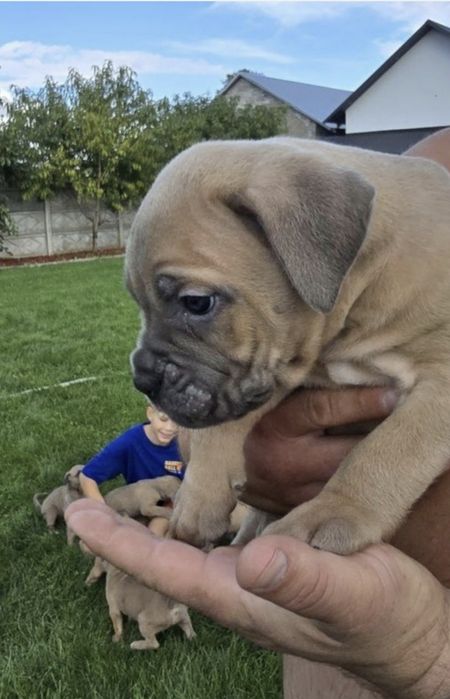 Cane Corso mocna suczka