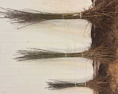 Drzewka wiśnie jabłonie grusze śliwy czereśnie Antypka podkładka