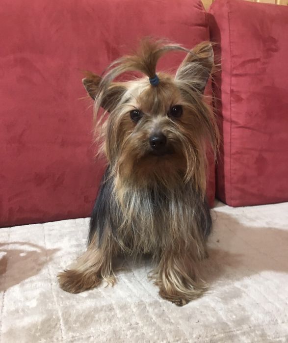 Хлопчик йорікширський тер'єр