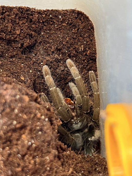 hysterocrates gigas samica