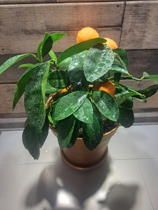 Дуже гарний лайм з плодами