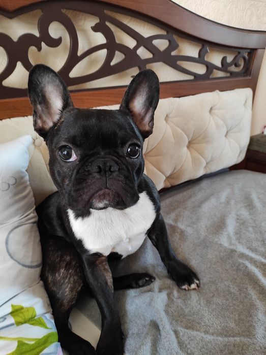 Индивидуальная домашняя передержка собак любых пород