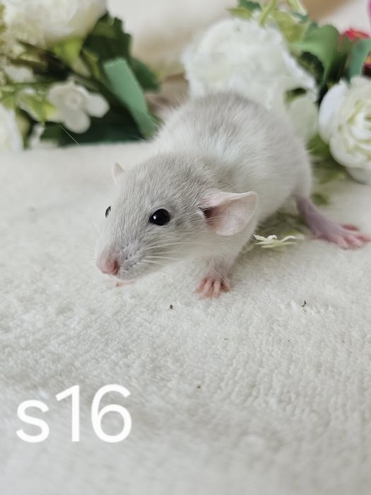 Szczur szczury szczurki