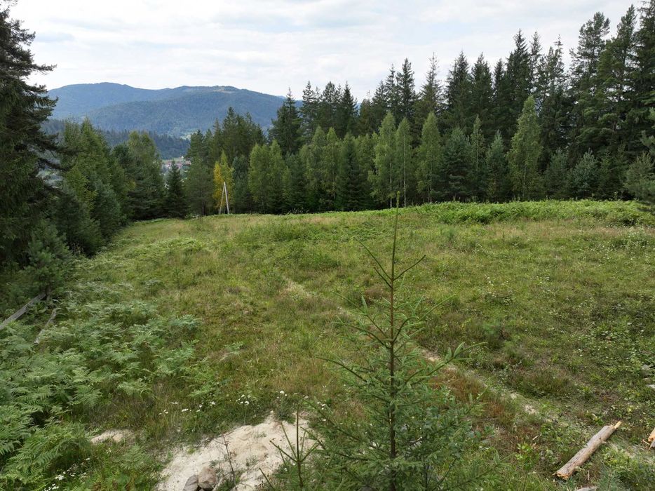 Земельна ділянка 0,34 га, с.Микуличин (панорама, ліс навколо)