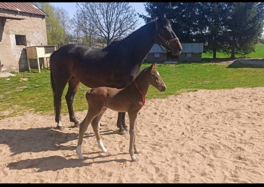 Klacz Wielkopolska z licencją