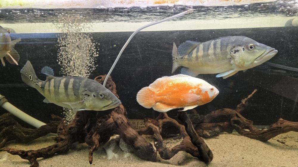 2 ciclhas piquiti 1 ciclha ocellaris