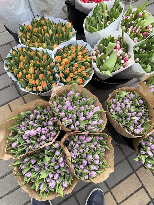 Тюльпани Розница/Опт/ Гурт