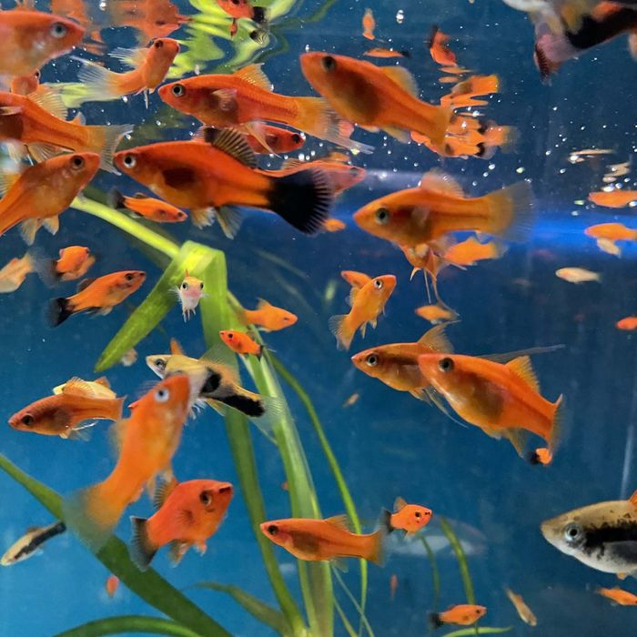 Rybki akwariowe mieczyki mieczyk