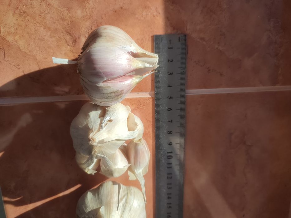 Часник озимий. З домашнього городу.