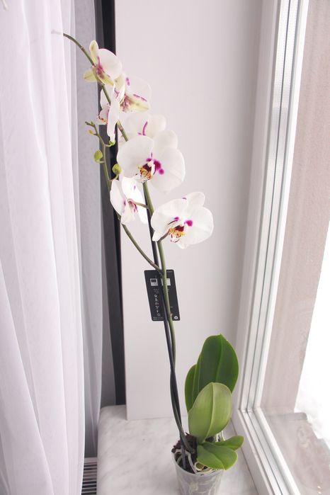 Орхідея фаленопсис висота 80 см