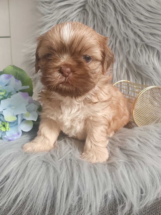 Piękny piesek rasy Shih-Tzu złoto czekoladowy