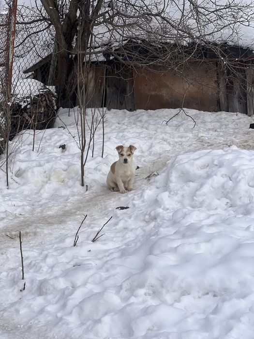 Цуценята безкоштовно